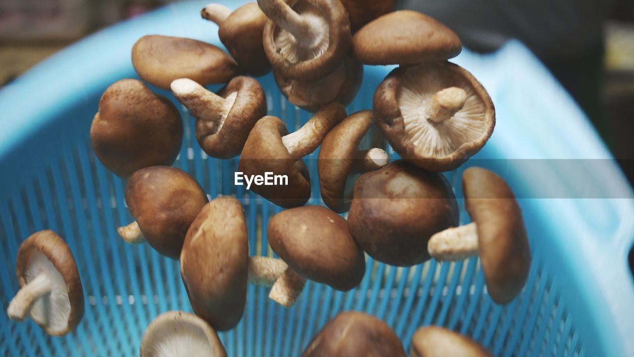Close-up of mushrooms in mid-air against blue container