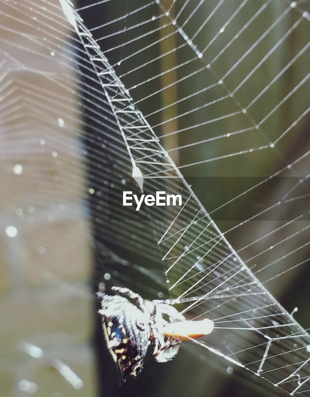 CLOSE-UP OF SPIDER WEB