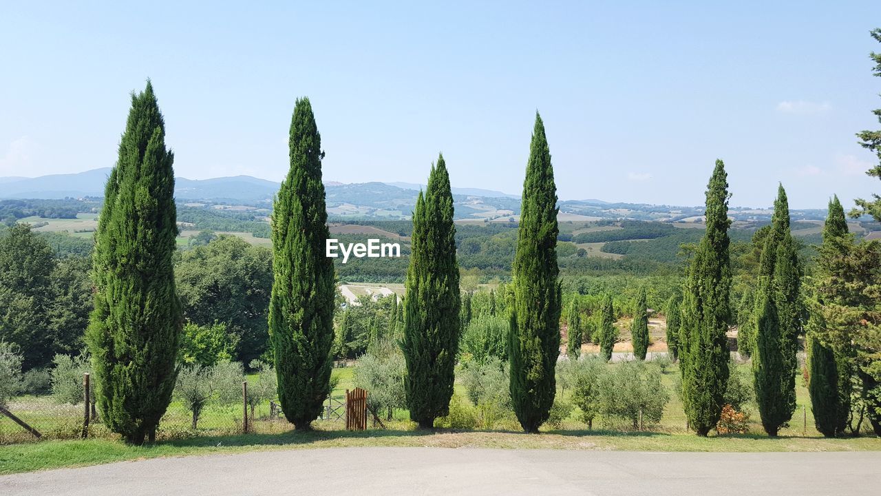 PINE TREES ON FIELD AGAINST SKY