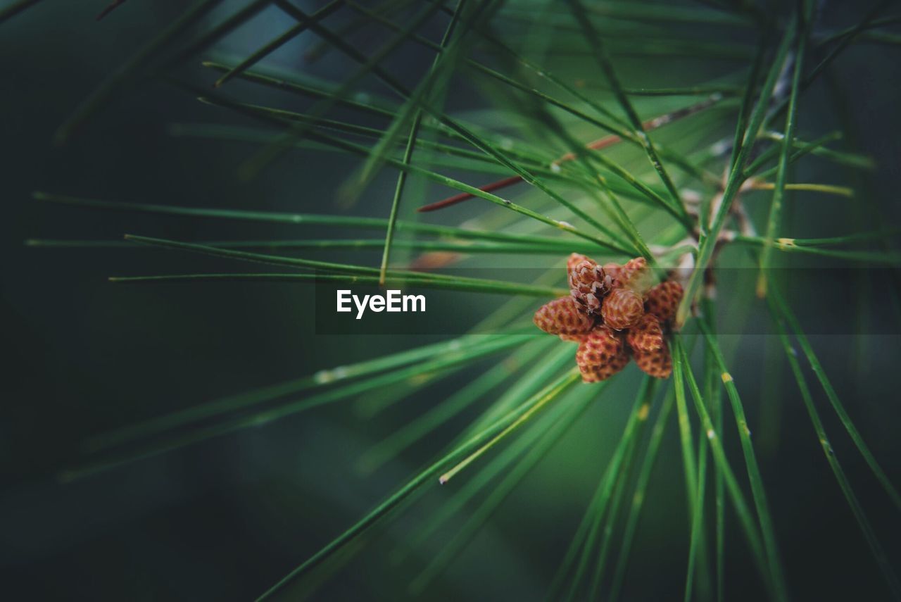 Close-up of pine cones in tree