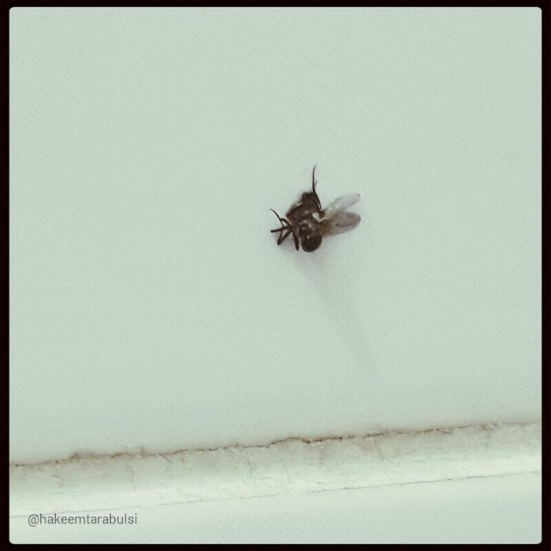 CLOSE-UP OF INSECTS ON WALL