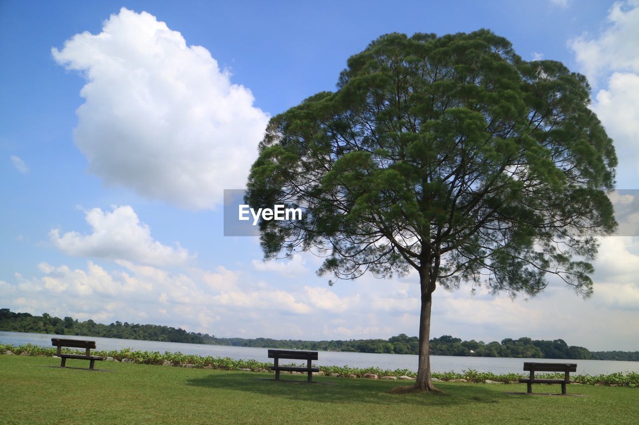 BENCH AND TREE AGAINST SKY