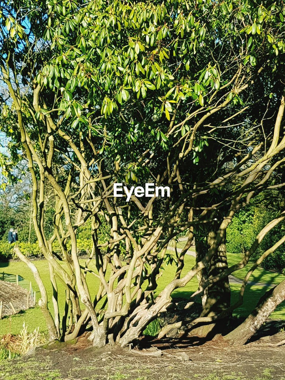 TREES IN PARK AGAINST SKY