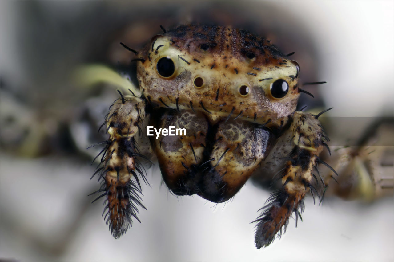 CLOSE-UP OF A SPIDER