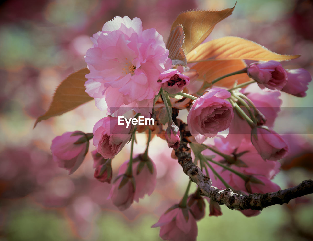 Close-up of pink cherry blossoms in spring