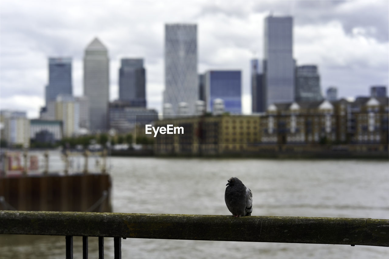 BIRD PERCHING ON RAILING AGAINST RIVER AND BUILDINGS