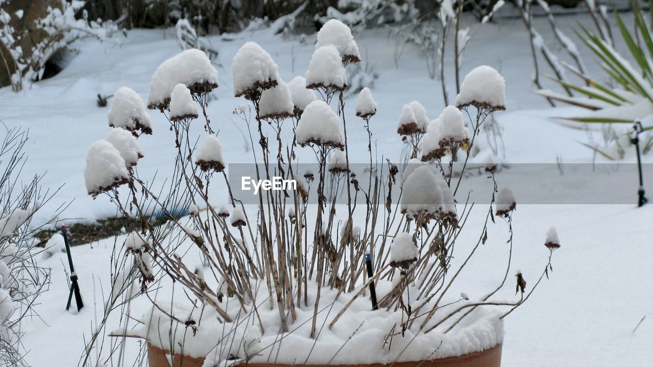 winter, snow, cold temperature, plant, nature, white, freezing, frost, beauty in nature, no people, branch, day, ice, frozen, tree, environment, focus on foreground, outdoors, tranquility, land, animal, flower, animal themes, animal wildlife, non-urban scene