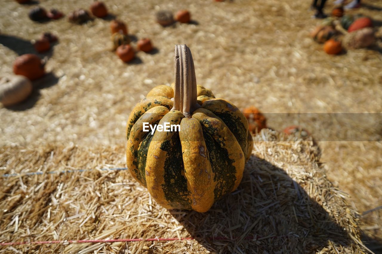 High angle view of pumpkins on land during sunny day