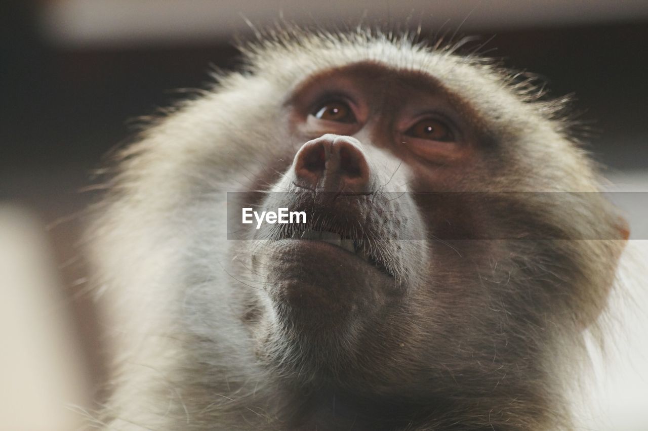 Close-up of hamadryas baboon looking up