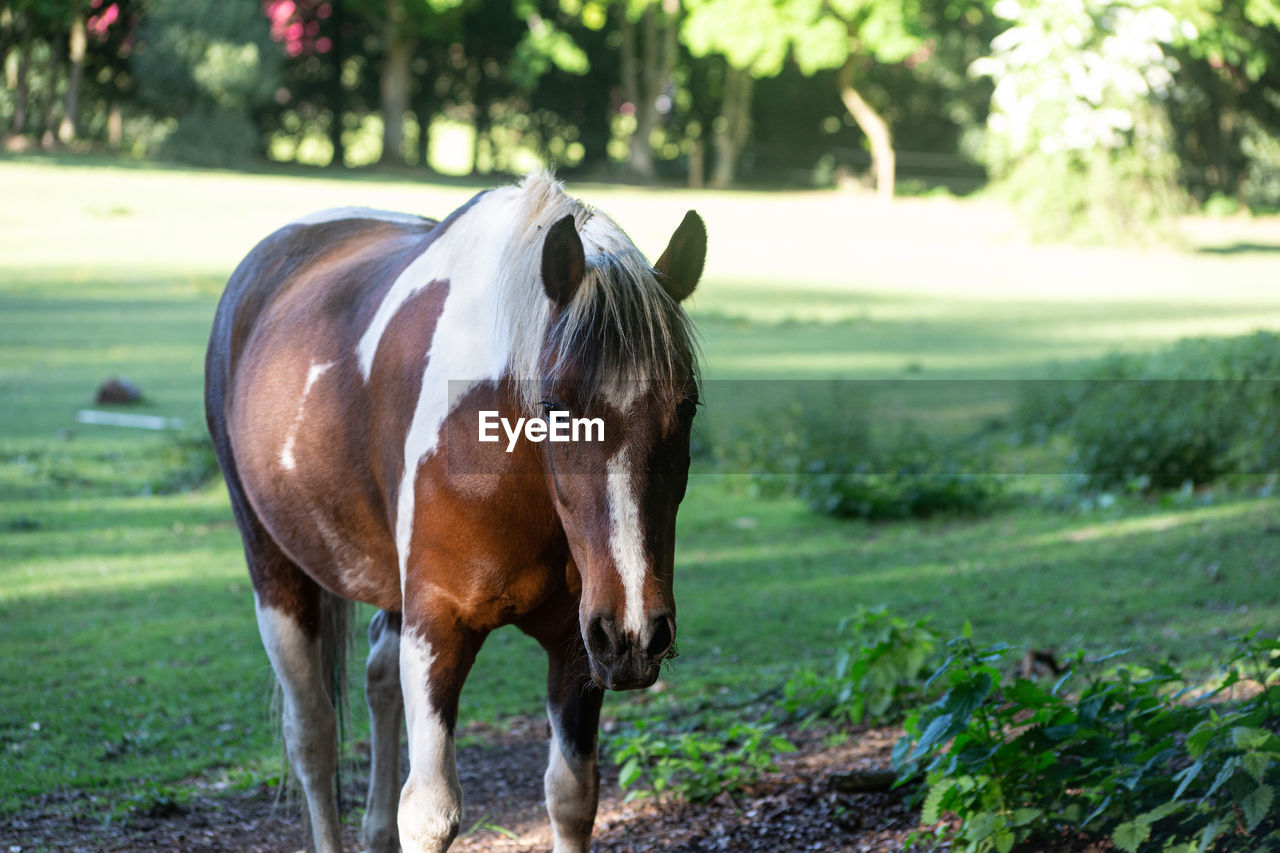 Horse standing in a field