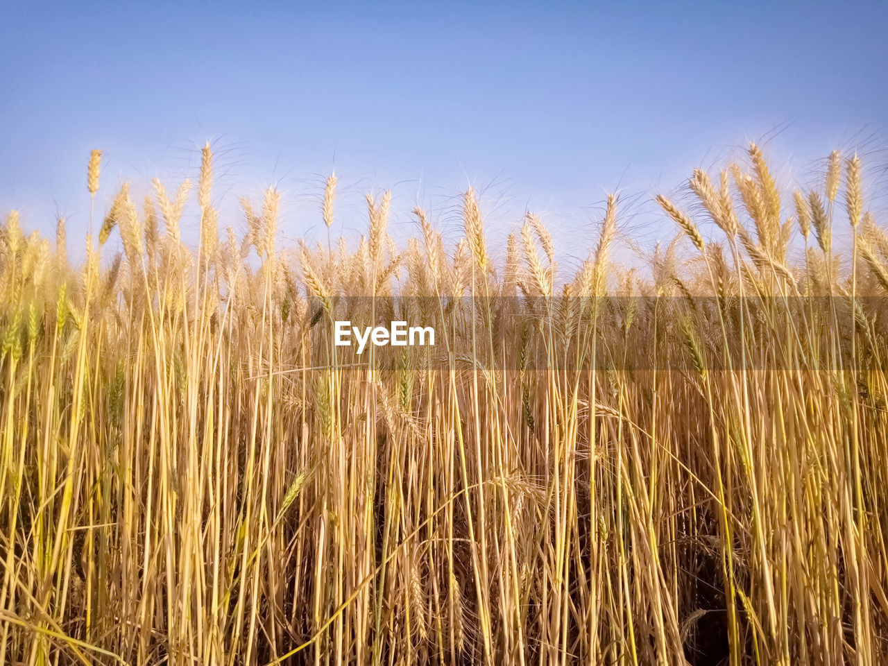 CLOSE-UP OF WHEAT FIELD AGAINST SKY