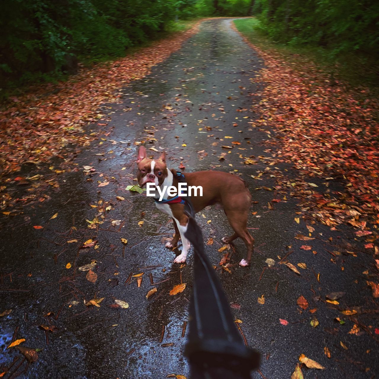 High angle view of dog lying down on leaves during autumn