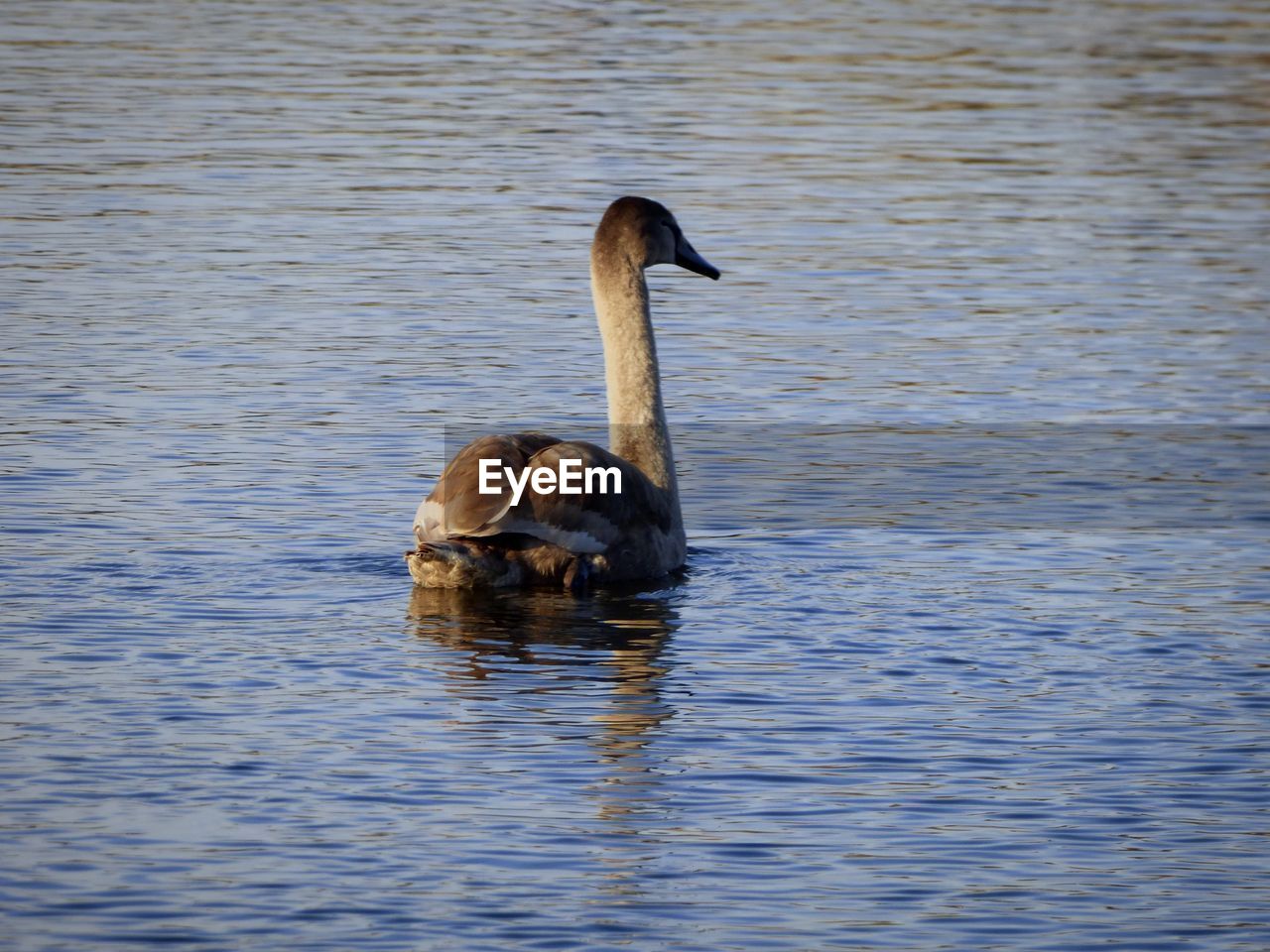 DUCK SWIMMING ON LAKE