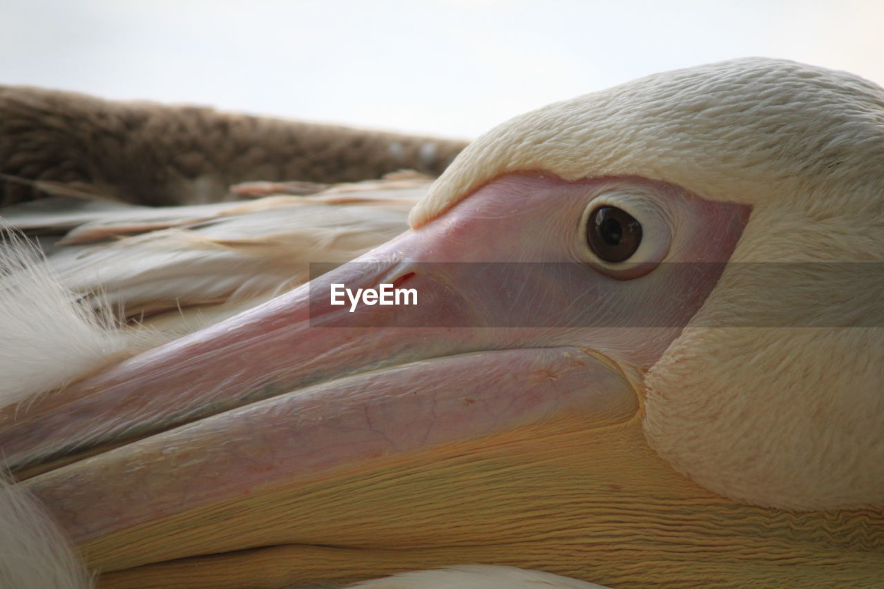 CLOSE-UP OF BIRD OUTDOORS