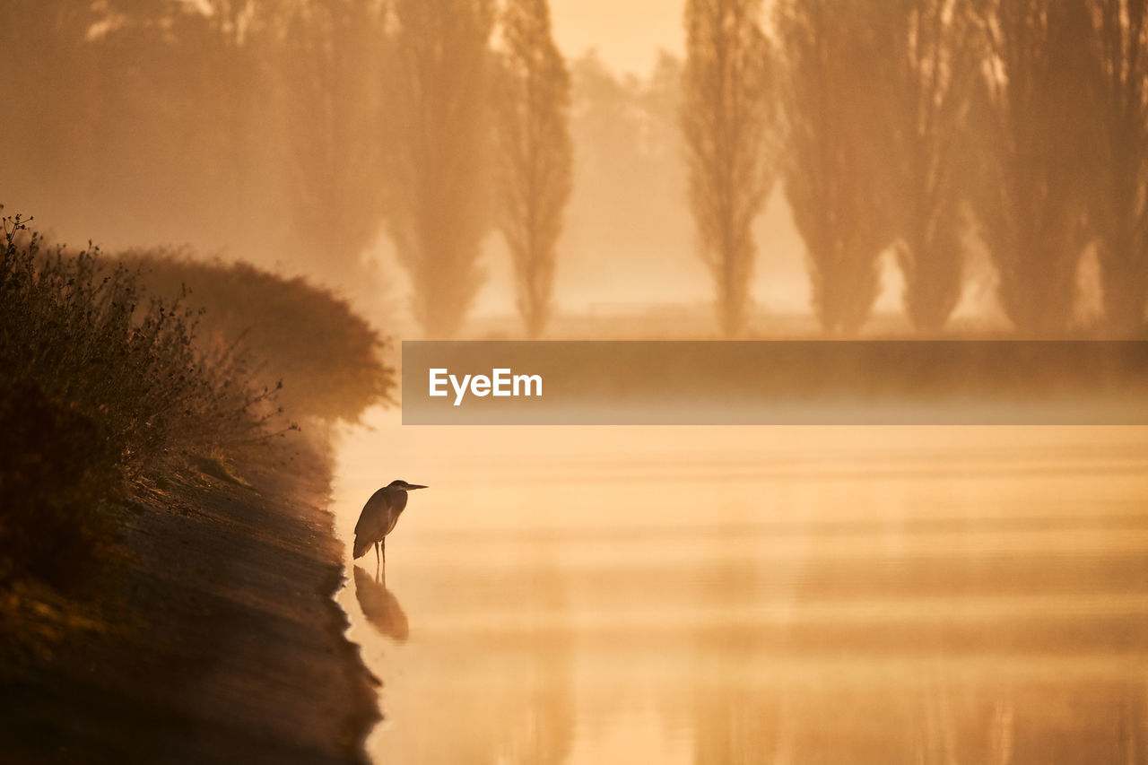Bird in lake during sunset