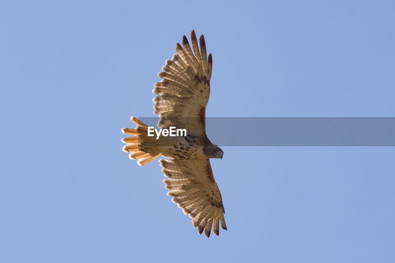 Low angle view of red-tailed hawk flying against clear blue sky