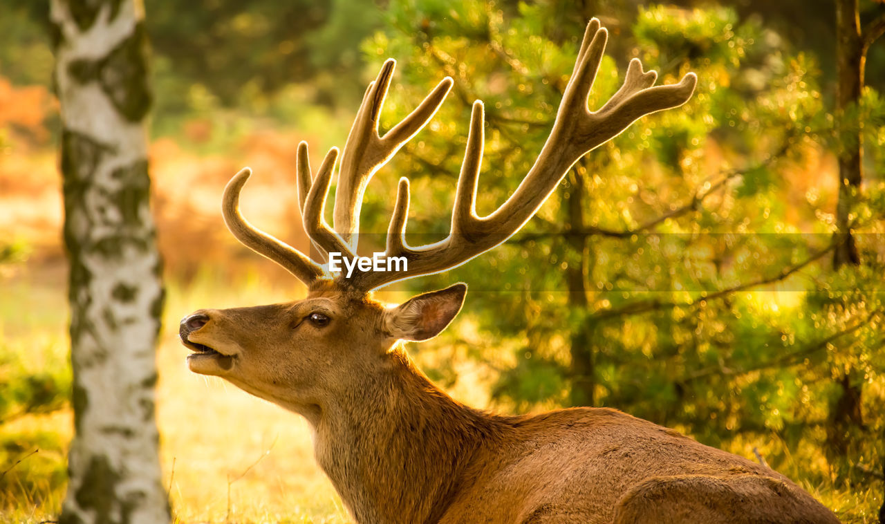 A strong red deer sits in sunshine on a glade in the forest. concept animals in the forest.