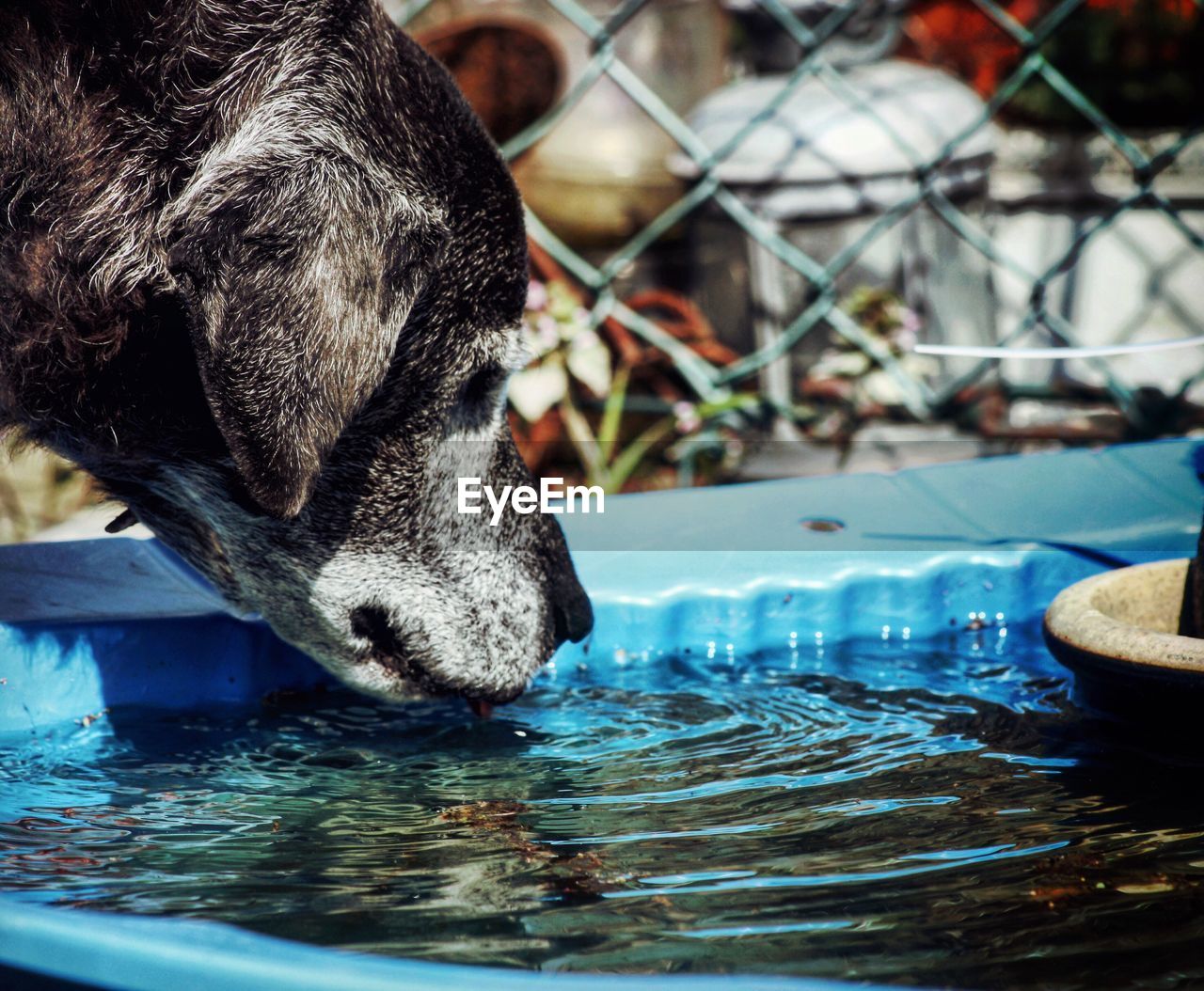 Close-up of dog drinking water 
