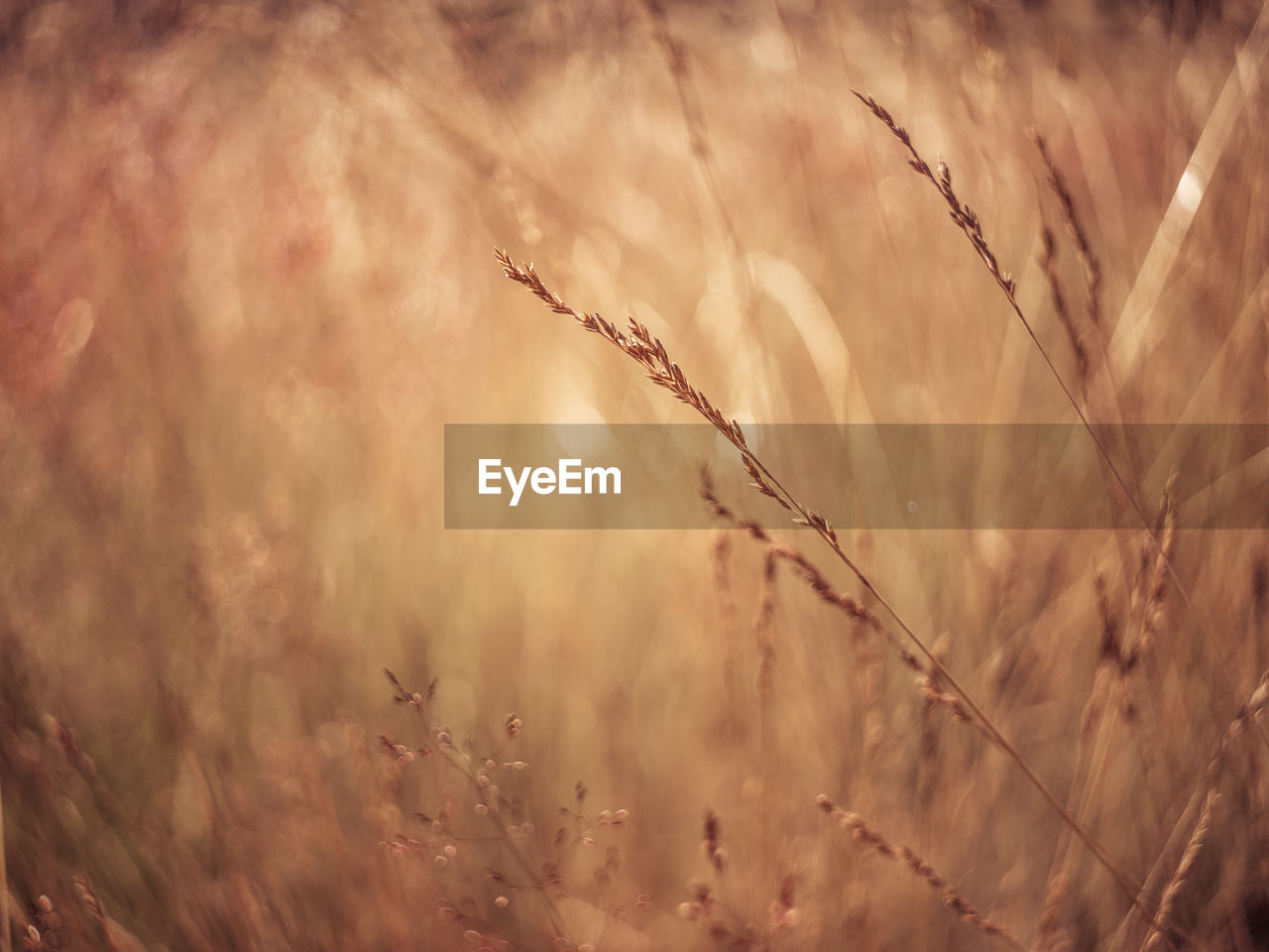 CLOSE-UP OF STALKS IN FIELD AGAINST BLURRED BACKGROUND