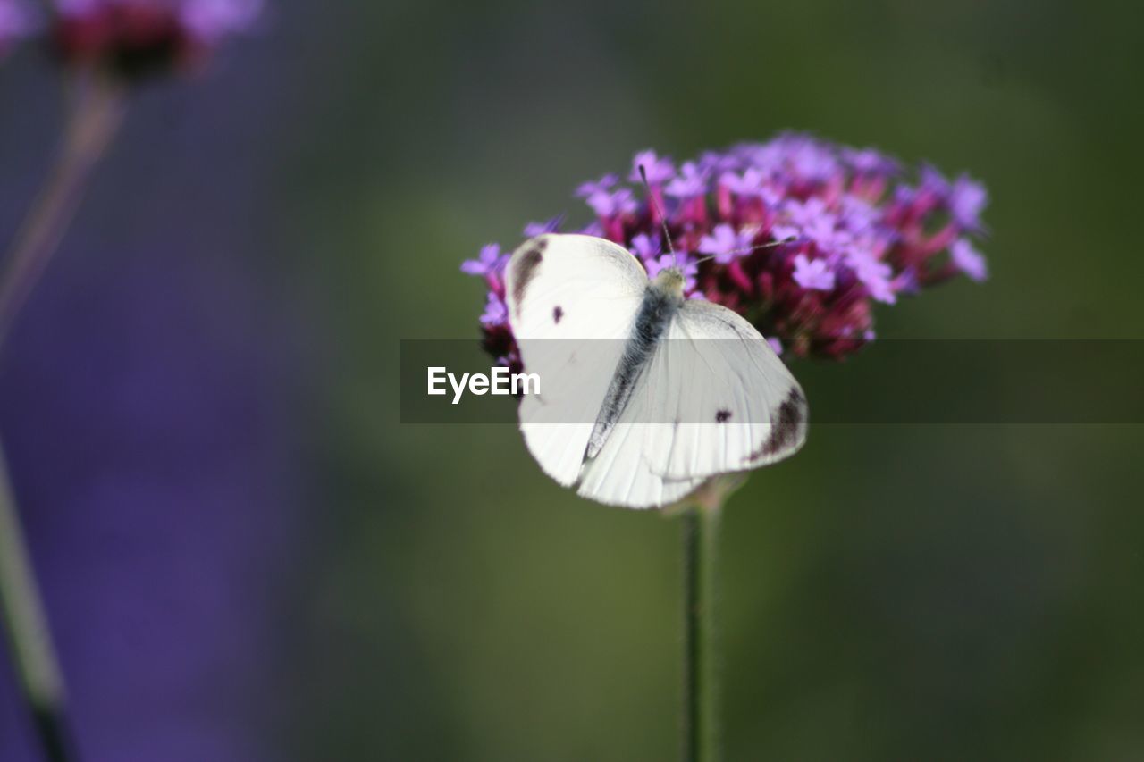 Close-up of butterfly pollinating on purple flower