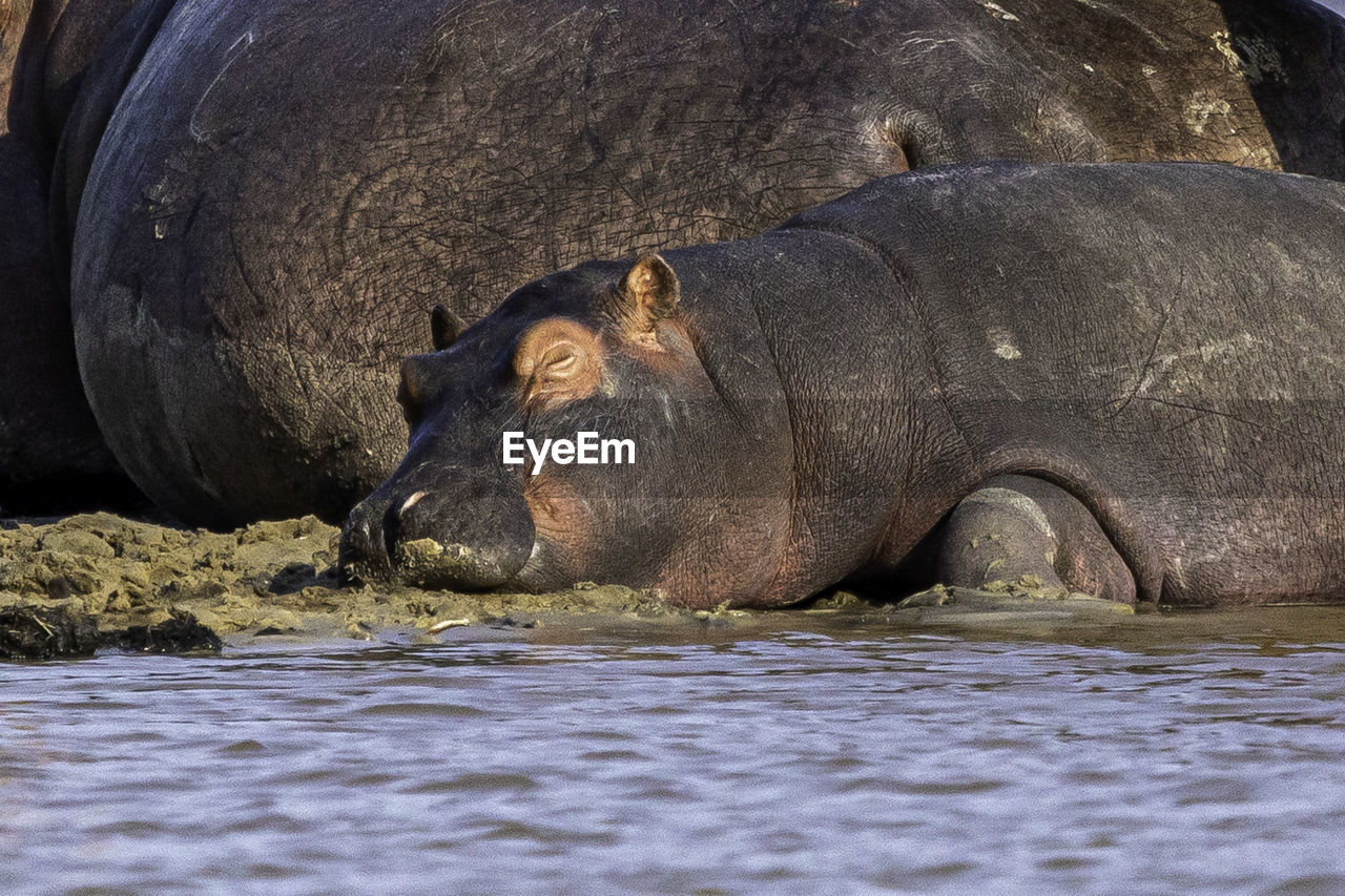 VIEW OF ANIMAL IN LAKE