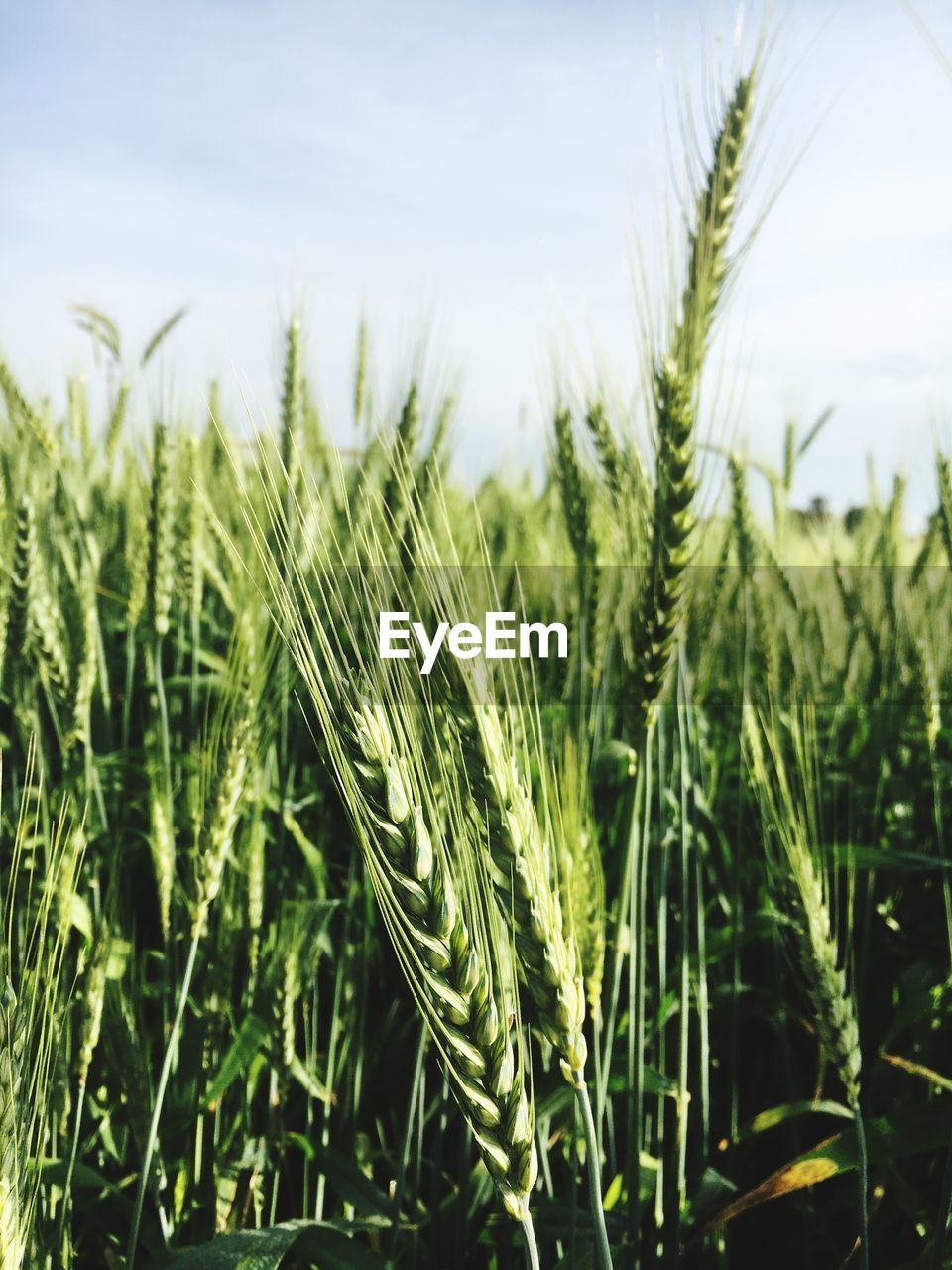 Close-up of wheat growing on field against sky