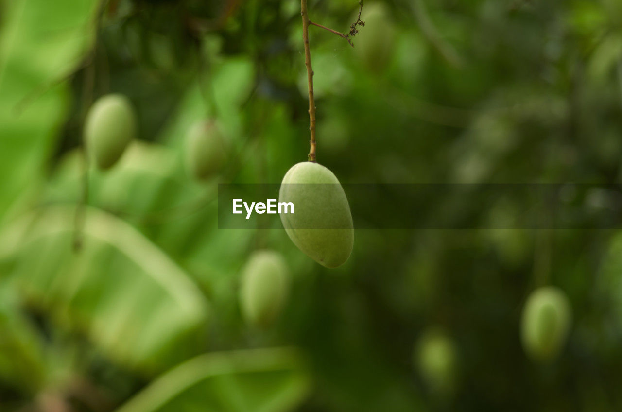 plant, green, tree, fruit, food, food and drink, growth, healthy eating, leaf, flower, plant part, freshness, close-up, nature, branch, no people, focus on foreground, produce, hanging, outdoors, day, lemon tree, wellbeing, selective focus, fruit tree, agriculture, beauty in nature, citrus fruit, lemon