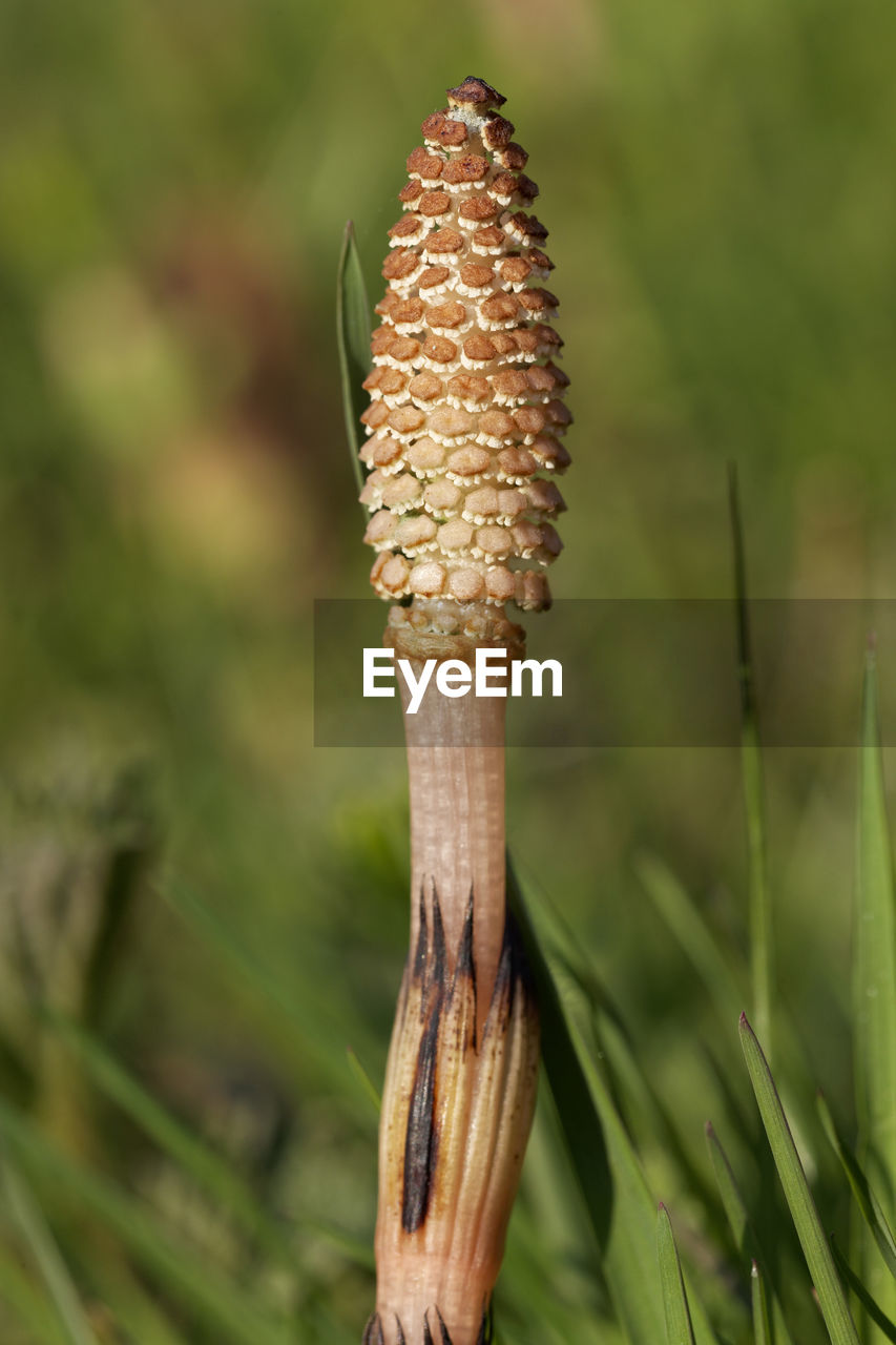 The field horsetail or common horsetail
