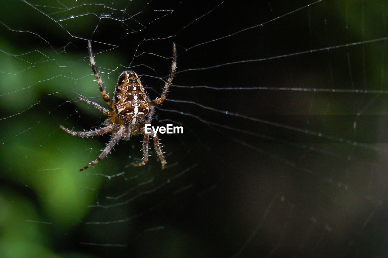 SPIDER ON WEB