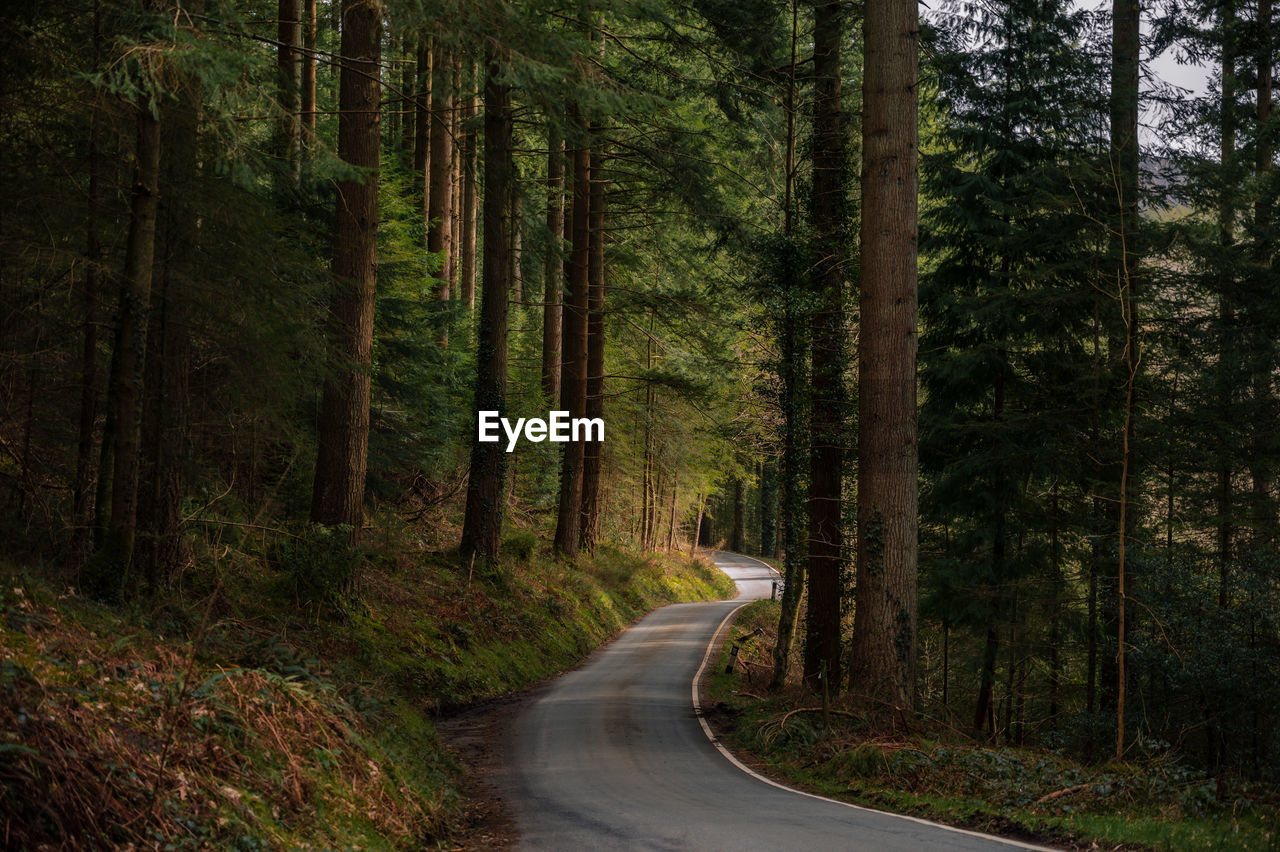 Road amidst trees in forest