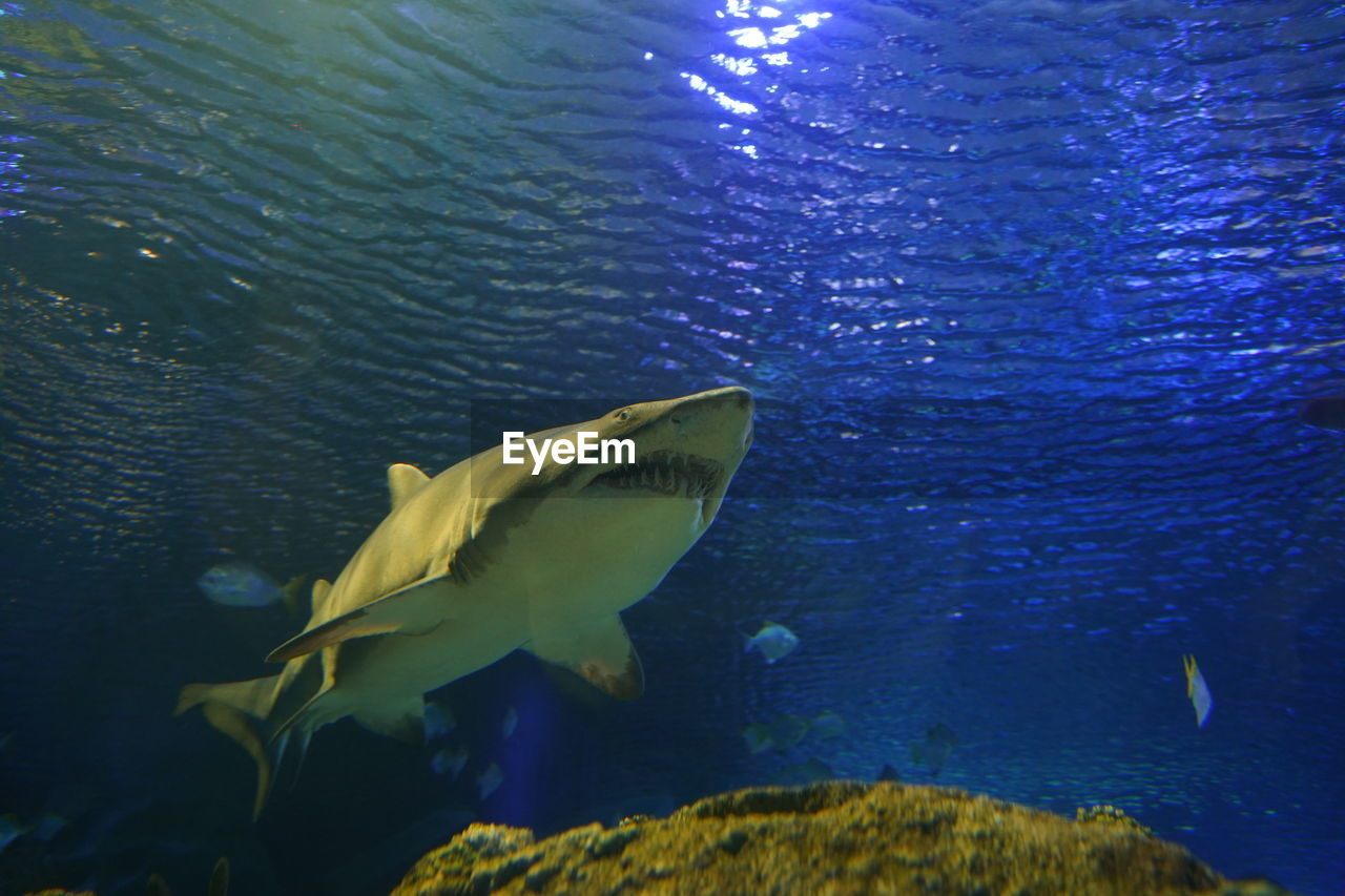 Close-up of shark swimming in sea