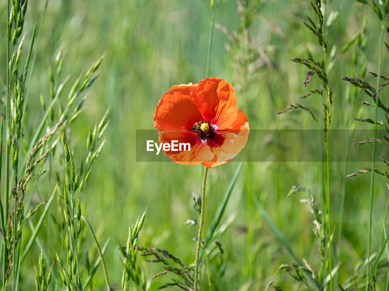 CLOSE-UP OF ORANGE POPPY IN FIELD