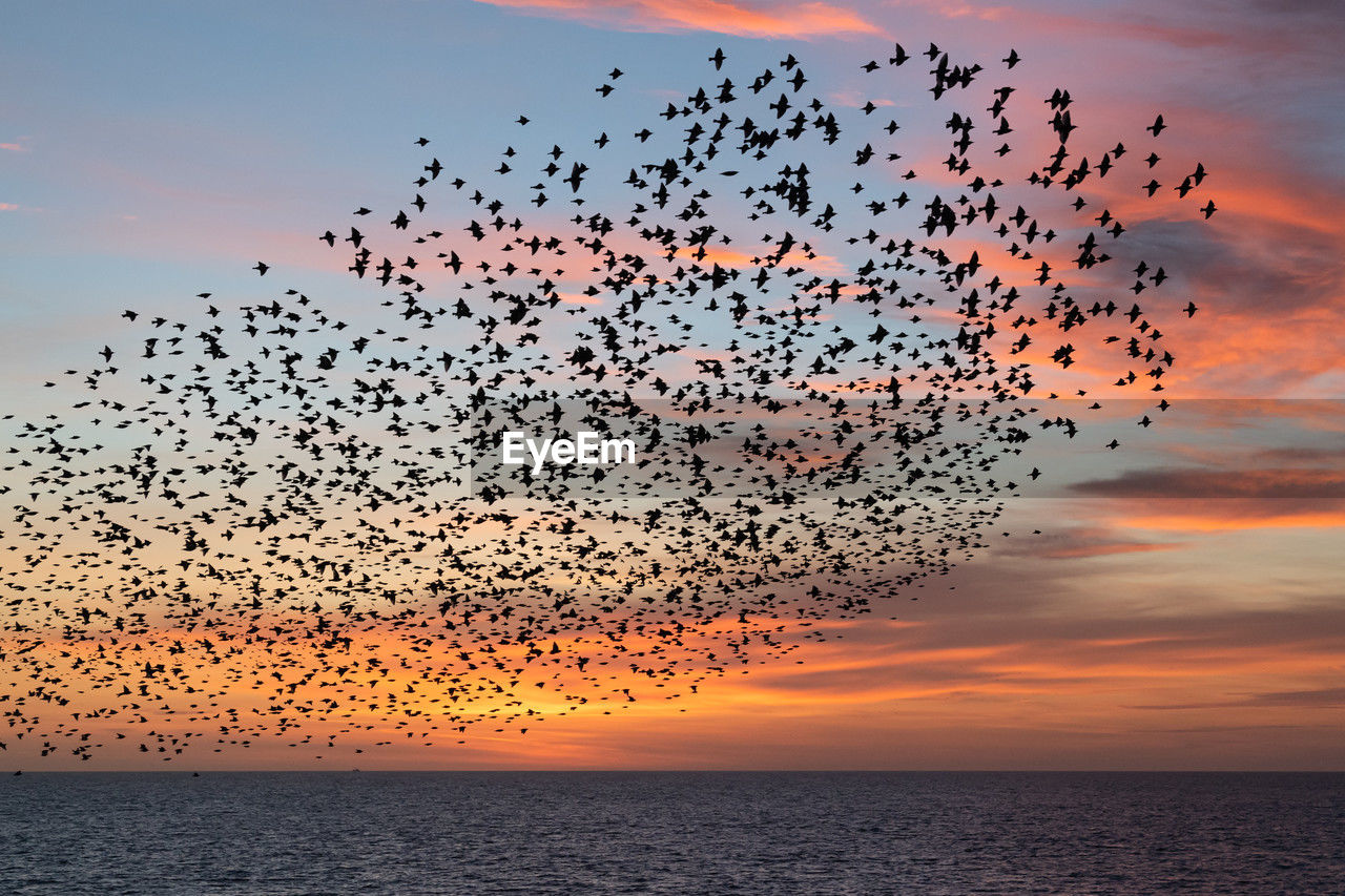Starling murmuration as seen from brighton palace pier at sunset