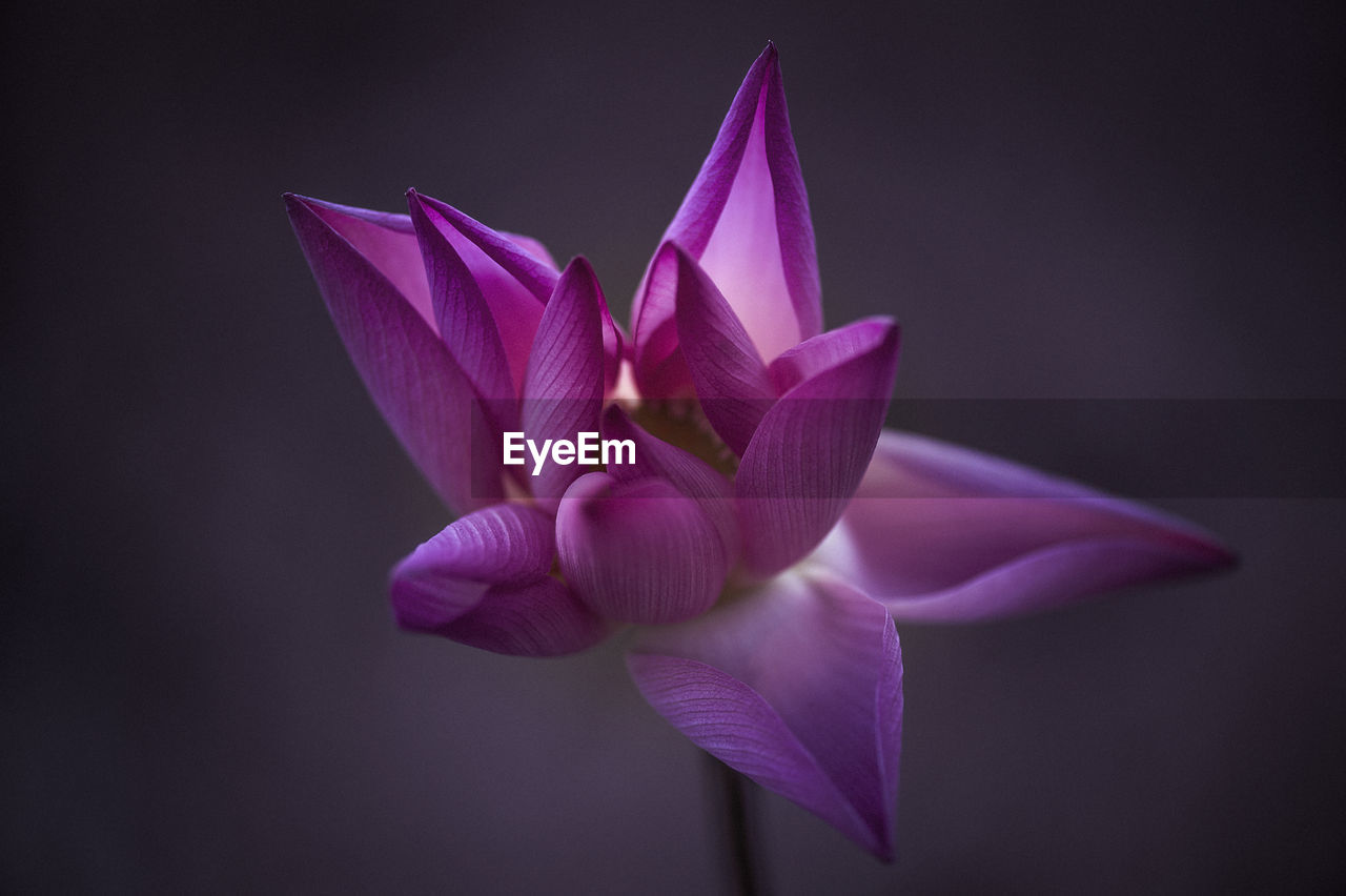 Close-up of pink lotus water lily