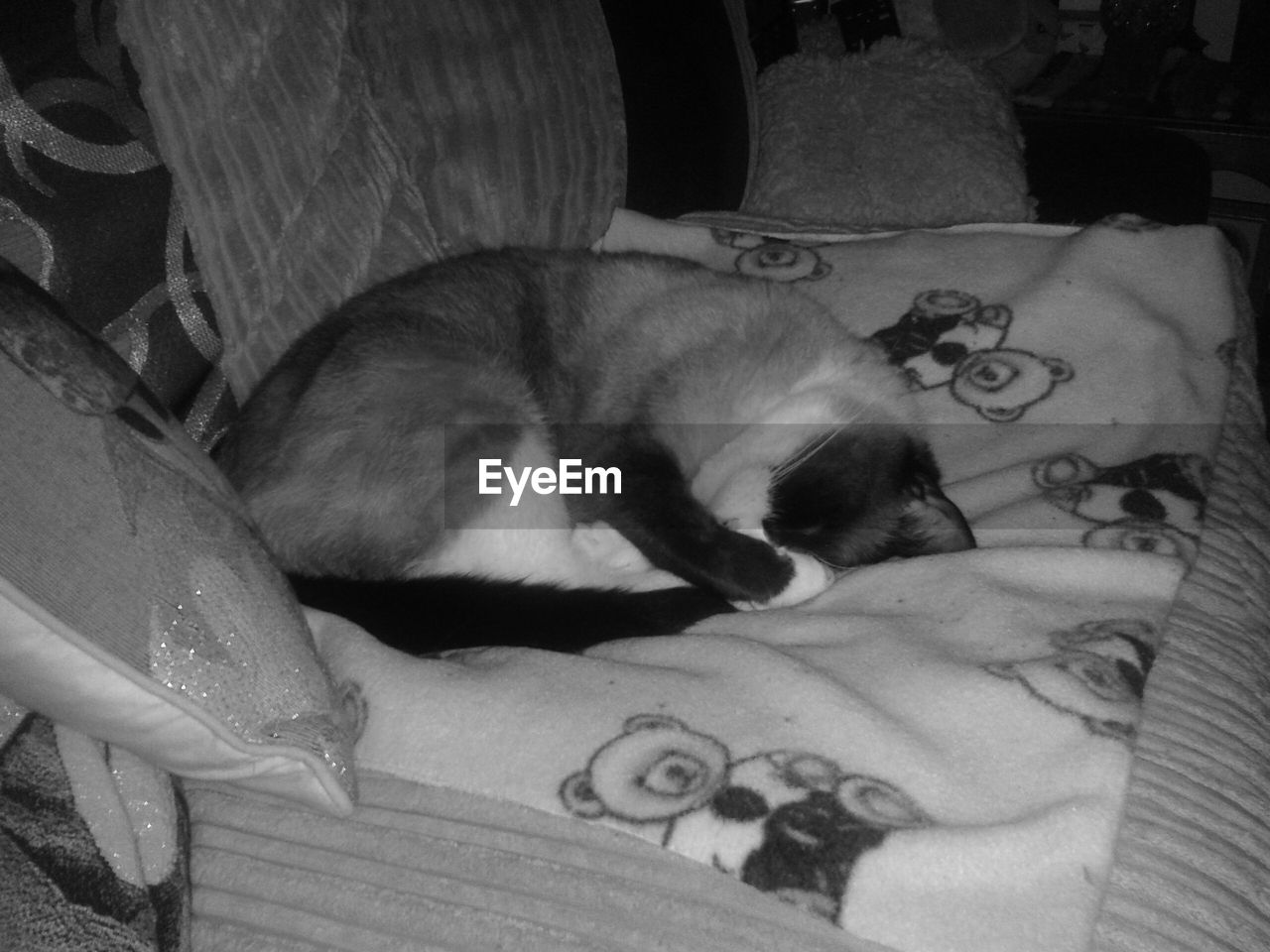 CLOSE-UP OF CAT SLEEPING ON TILED FLOOR