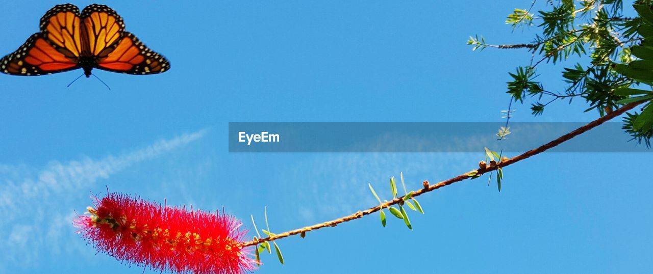 Panoramic view of plant and butterfly against sky on sunny day