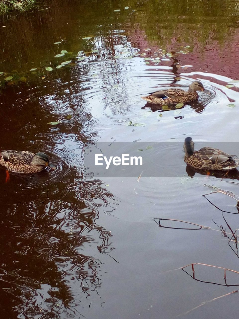 HIGH ANGLE VIEW OF DUCK SWIMMING ON LAKE