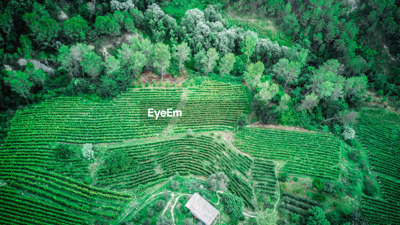 HIGH ANGLE VIEW OF RICE PADDY