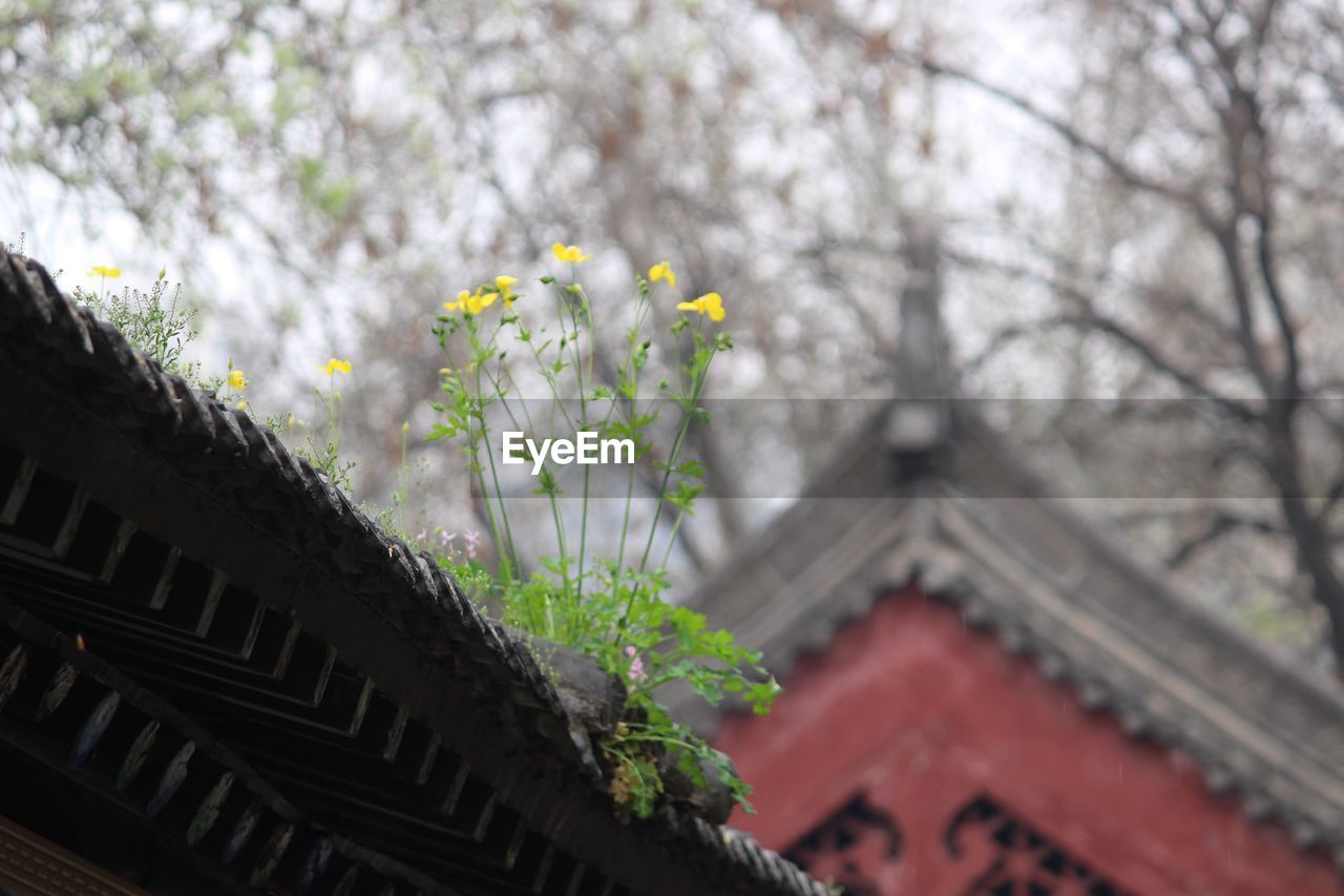 LOW ANGLE VIEW OF FLOWERS ON ROOF AGAINST SKY
