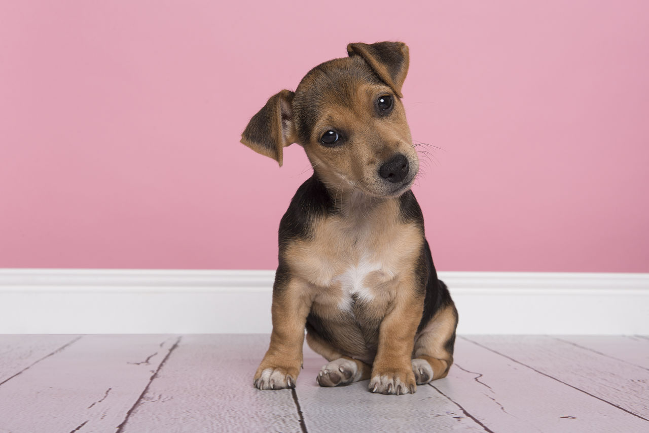 PORTRAIT OF A PUPPY