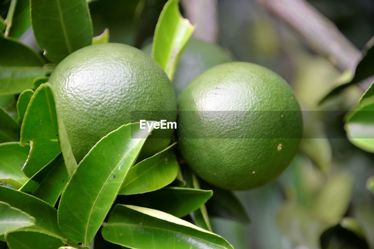 Close-up of fruits on tree