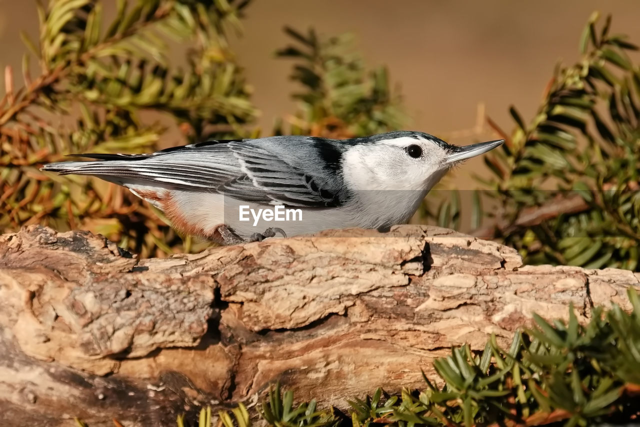 animal themes, animal, animal wildlife, bird, wildlife, one animal, nature, tree, branch, plant, no people, perching, side view, close-up, focus on foreground, beak, full length, outdoors, songbird, day, wood