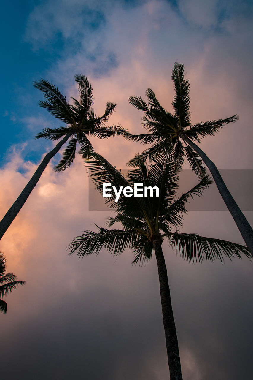 Low angle view of palm tree against sky at sunset