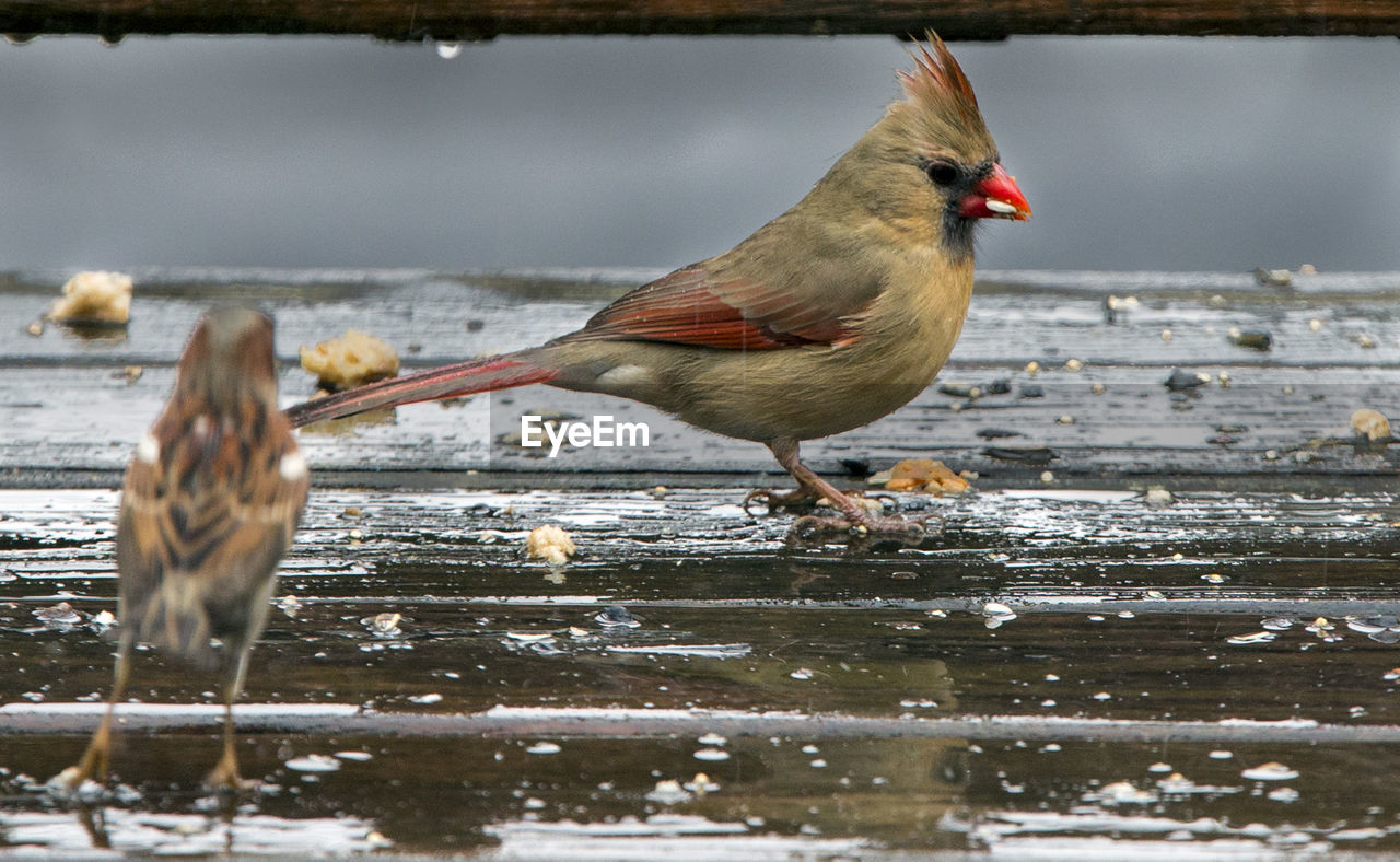 CLOSE-UP OF BIRD PERCHING BY WATER