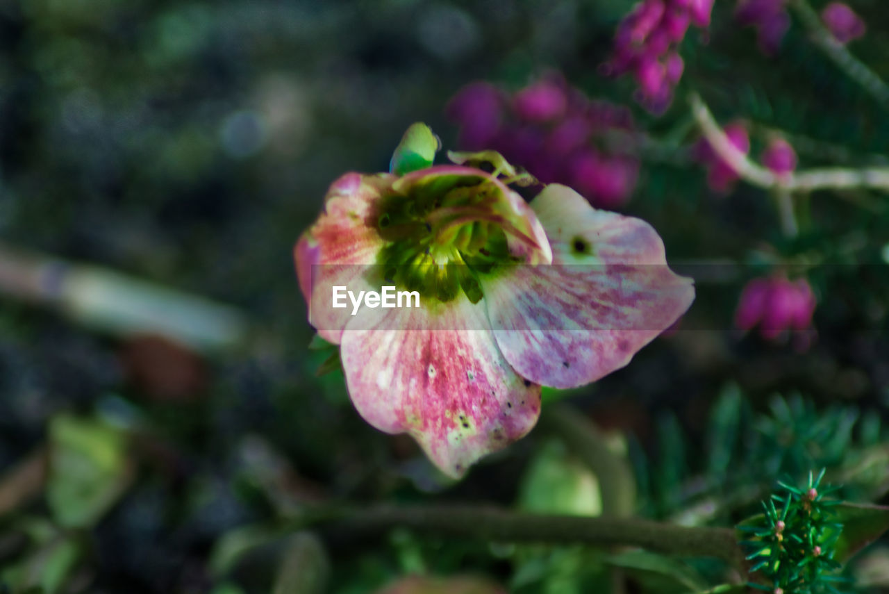 CLOSE-UP OF FRESH PINK FLOWER BLOOMING IN GARDEN