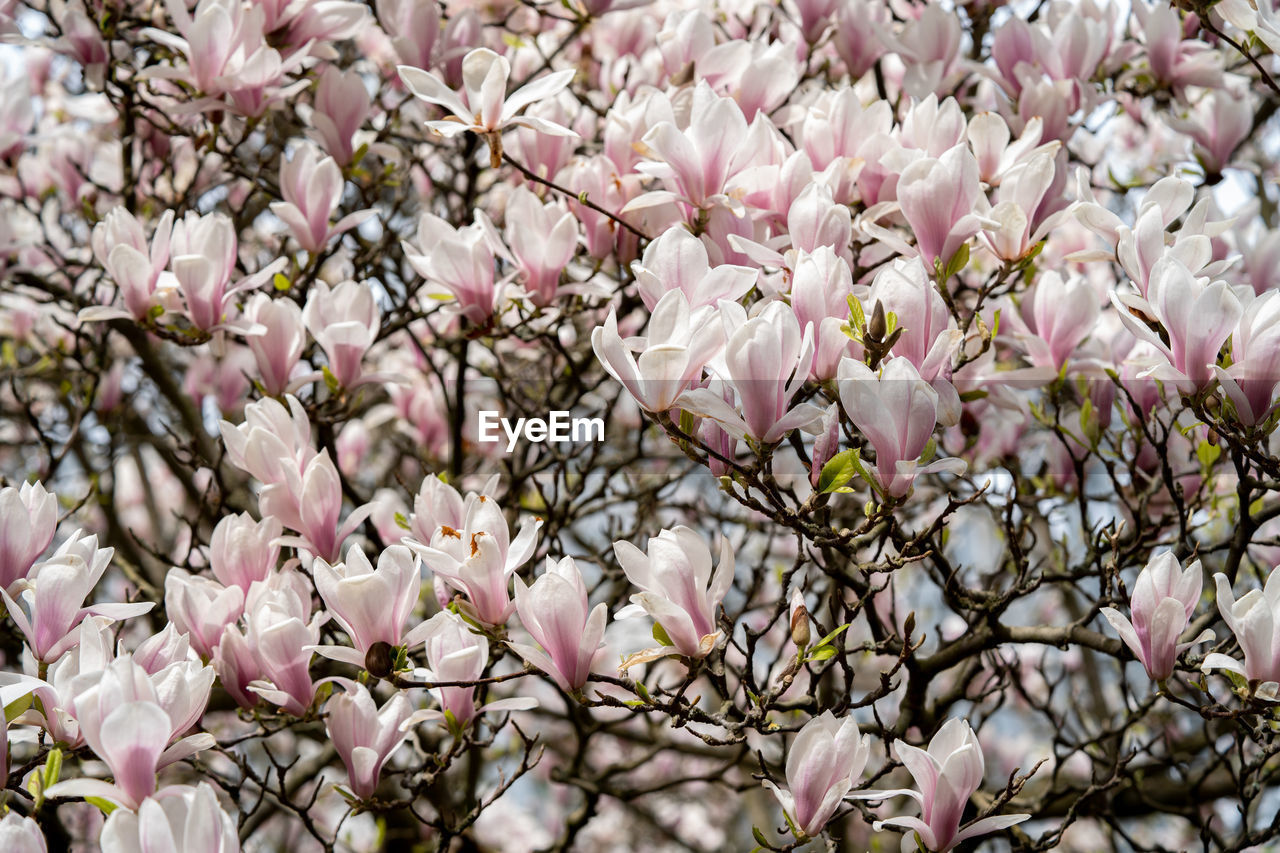 Close-up of pink cherry blossoms in spring