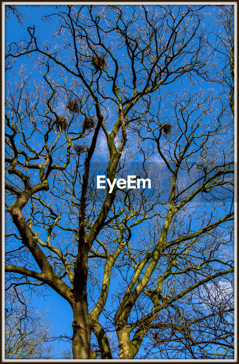 LOW ANGLE VIEW OF TREES AGAINST BLUE SKY