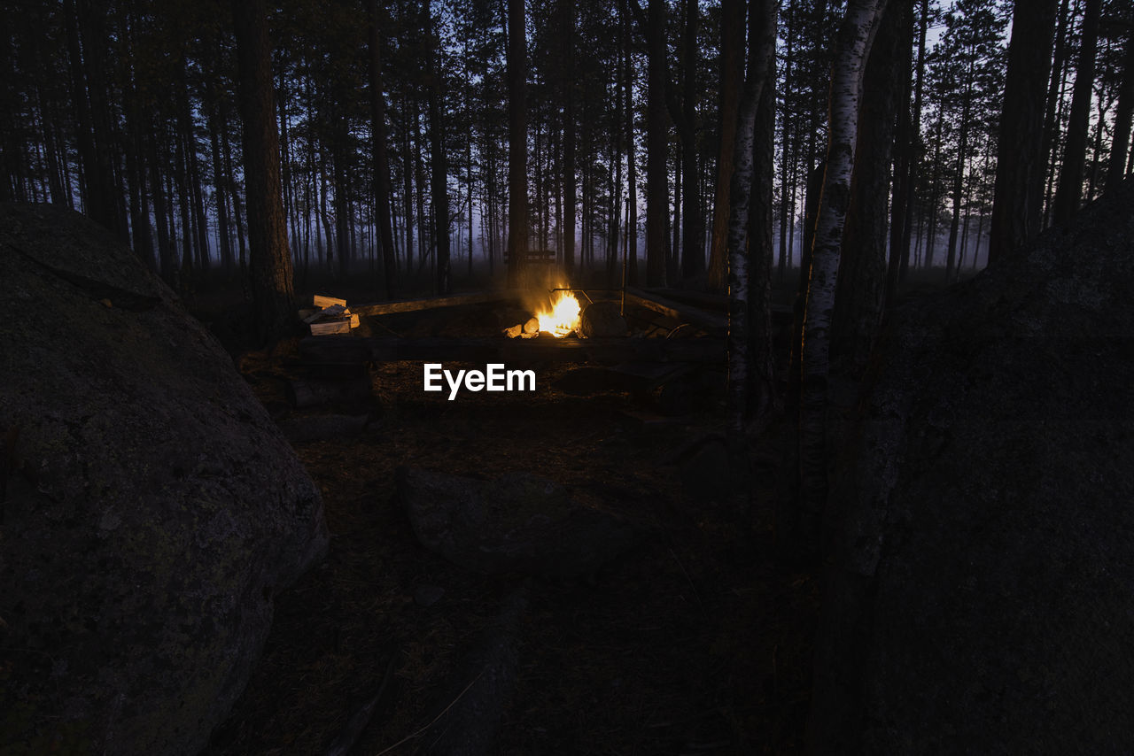 Forest campfire ring at dawn