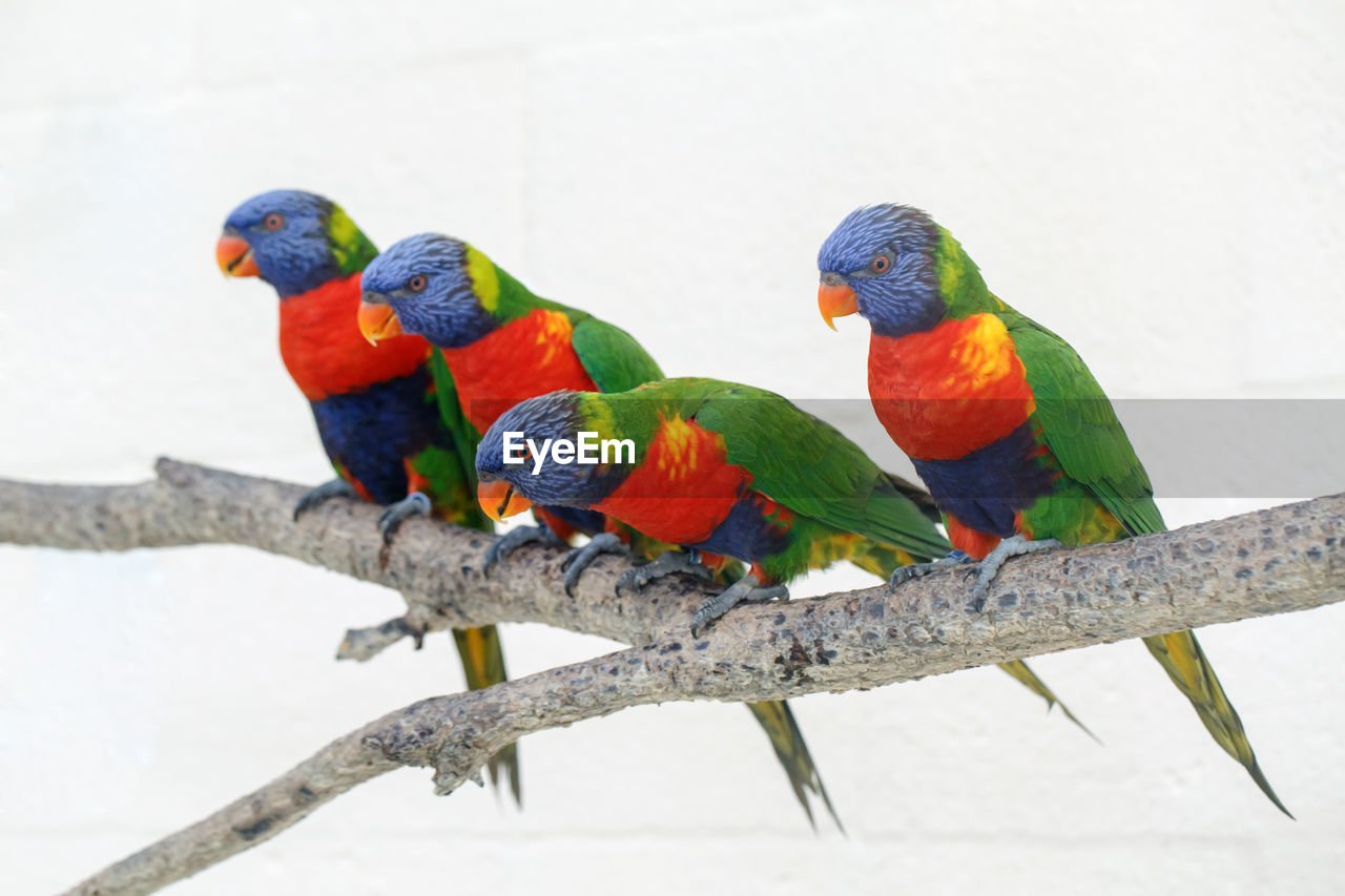 Group of four colorful little lorikeet parrots. wild tropical animals birds sitting on tree 