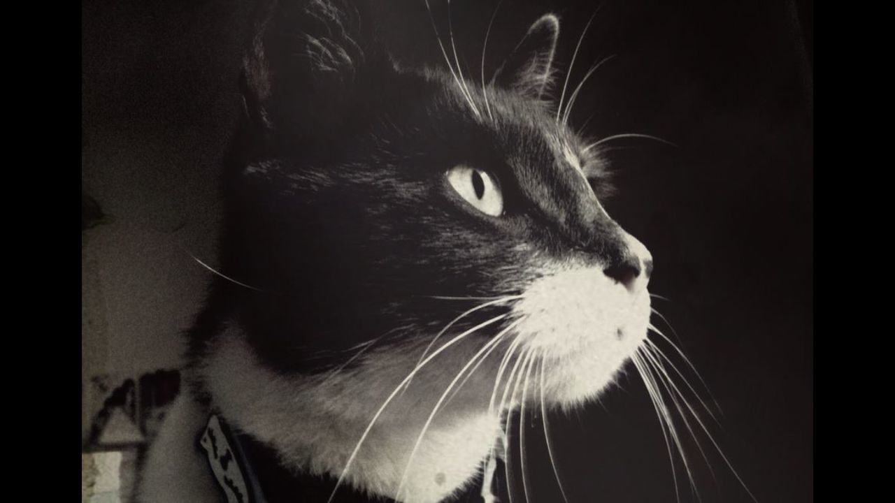 CLOSE-UP OF CAT LOOKING AWAY